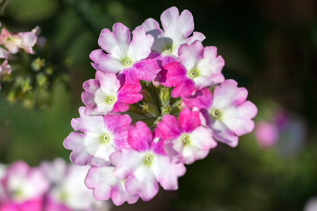 Verbena 'Tiara Mickey Purple Pink'