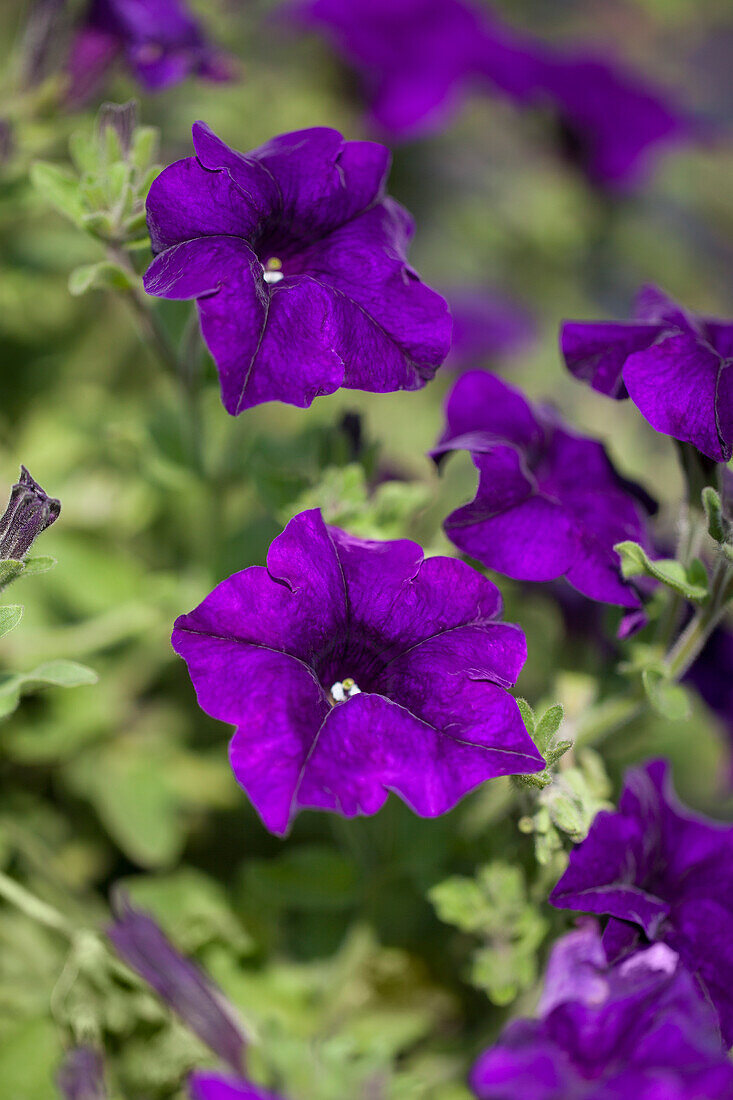 Petunia 'Surfinia® Giant Blue'