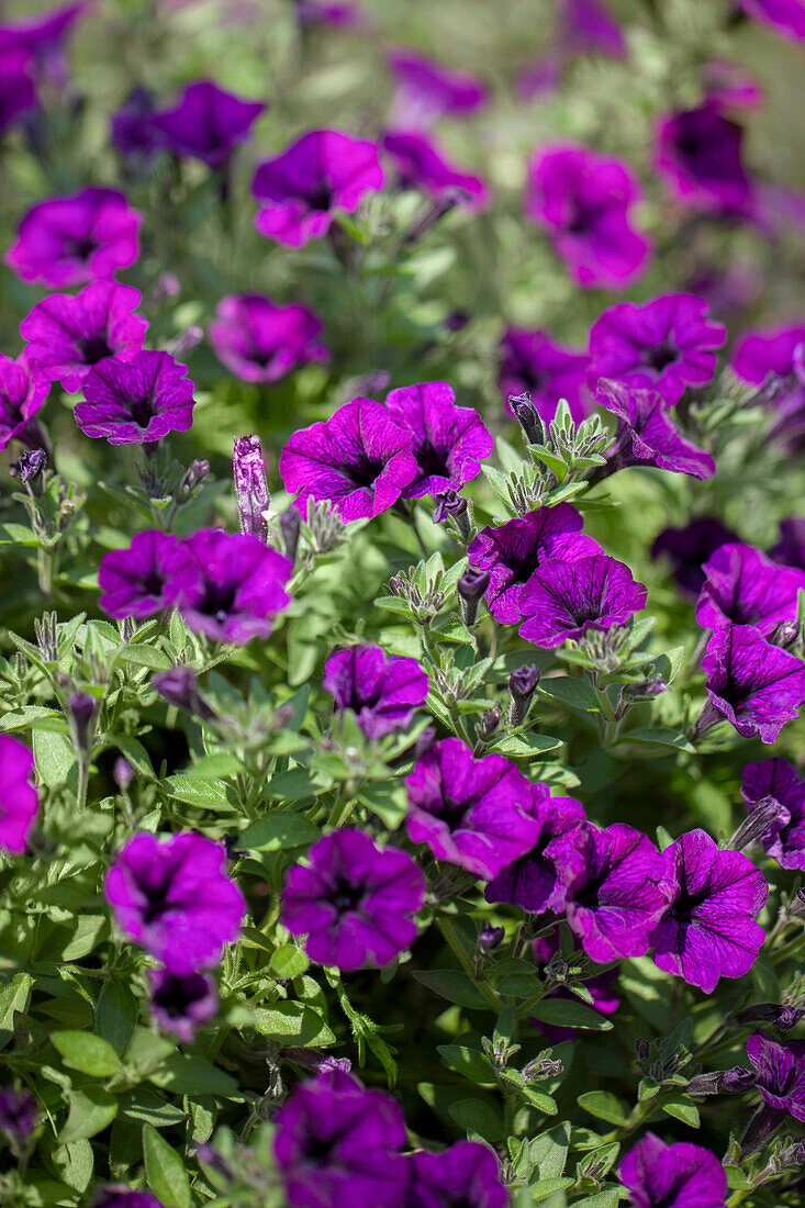 Petunia 'Littletunia'™ 'Ultra Purple'