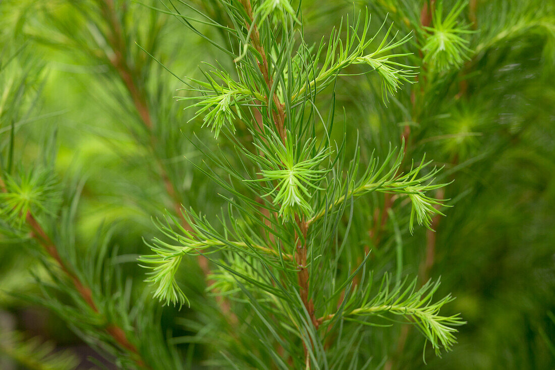 Larix decidua