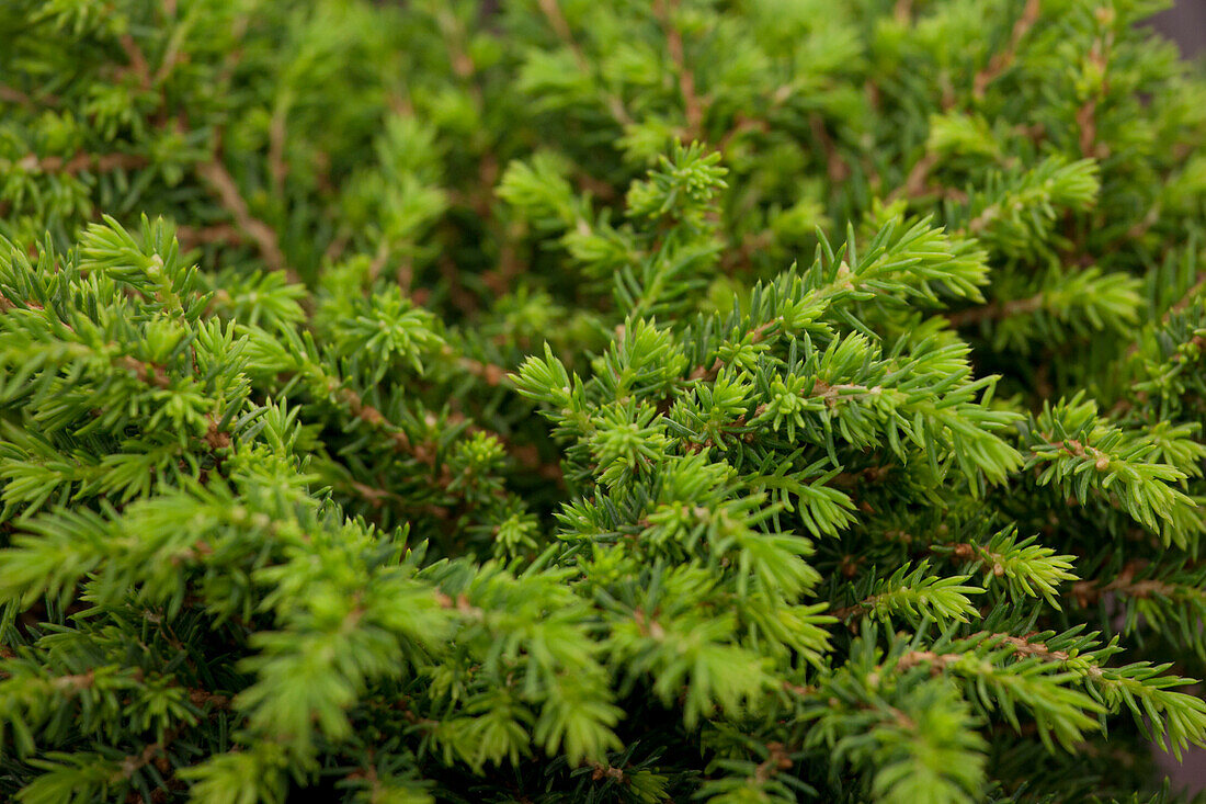 Picea abies 'Little Gem'