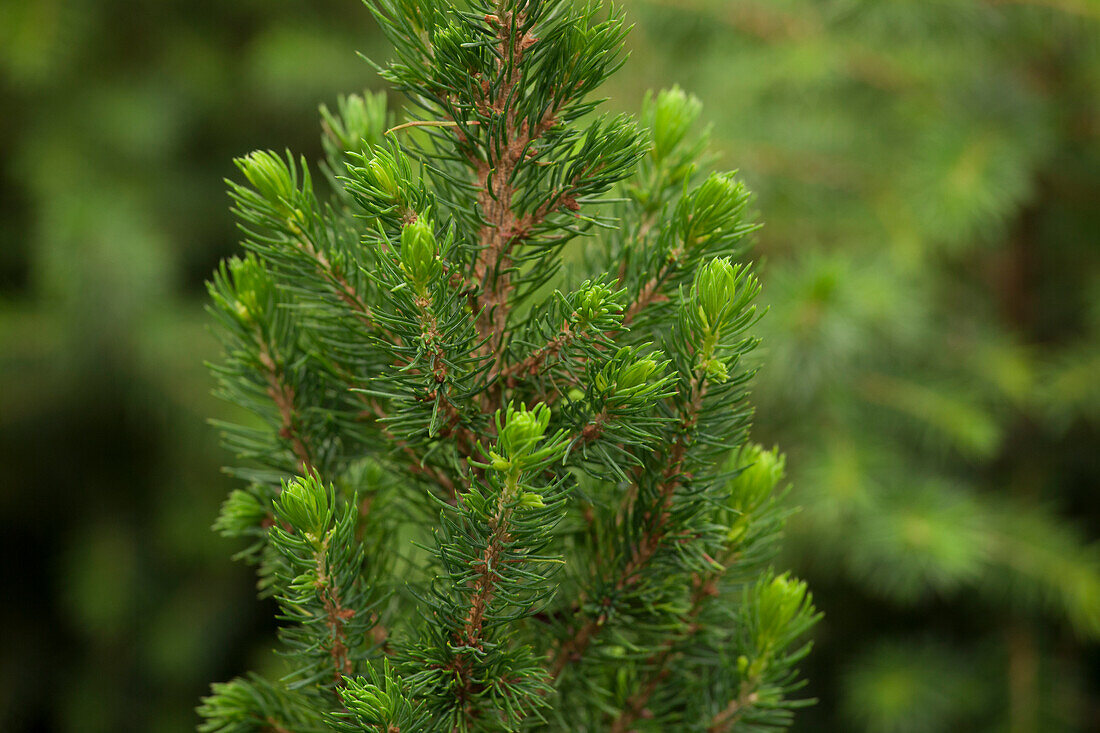 Picea glauca 'Daisy´s White'