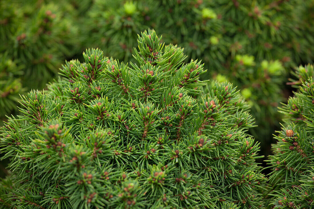 Picea glauca Alberta Globe