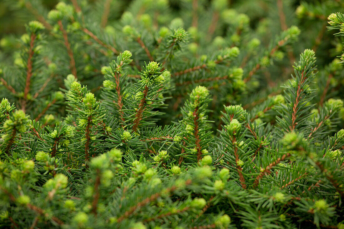 Picea omorika 'Karel'