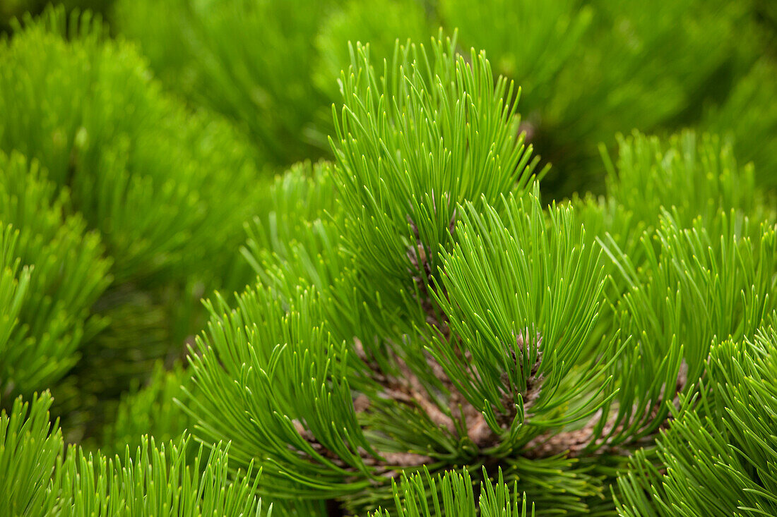 Pinus heldreichii 'Compact Gem