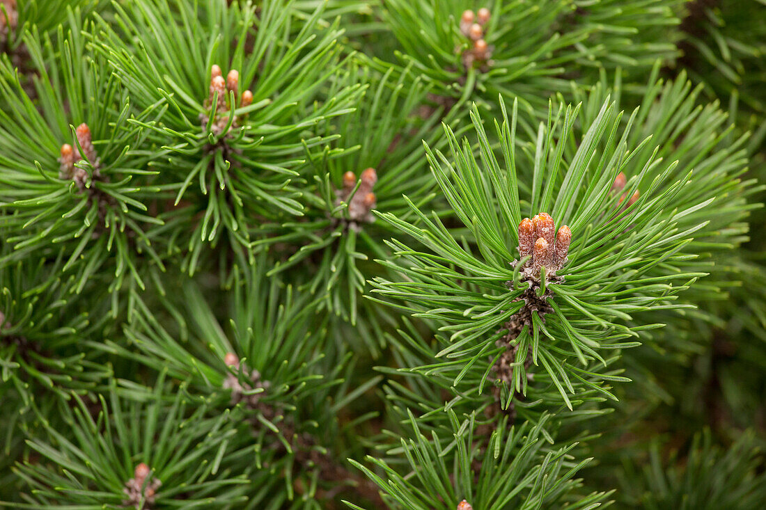 Pinus mugo 'Mops'