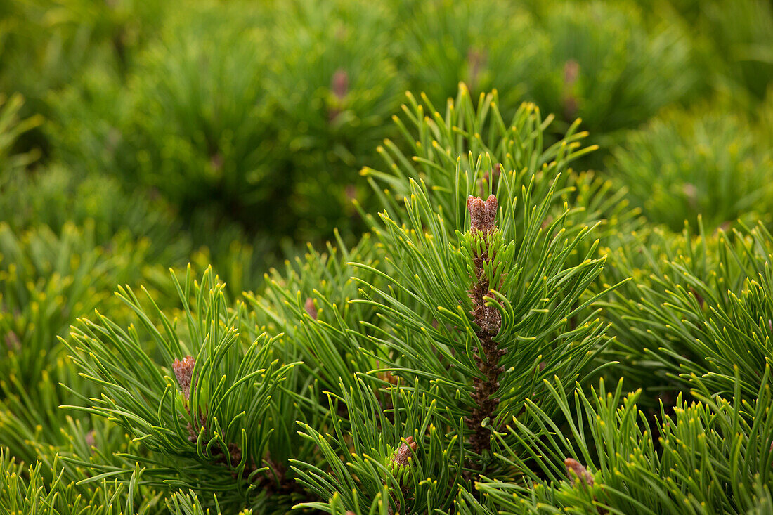 Pinus mugo 'Winter Gold'