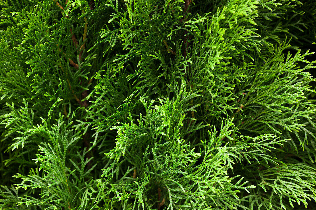 Thuja occidentalis 'Smaragd'_02