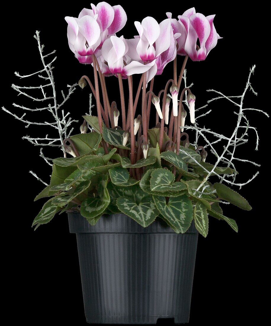 Cyclamen persicum