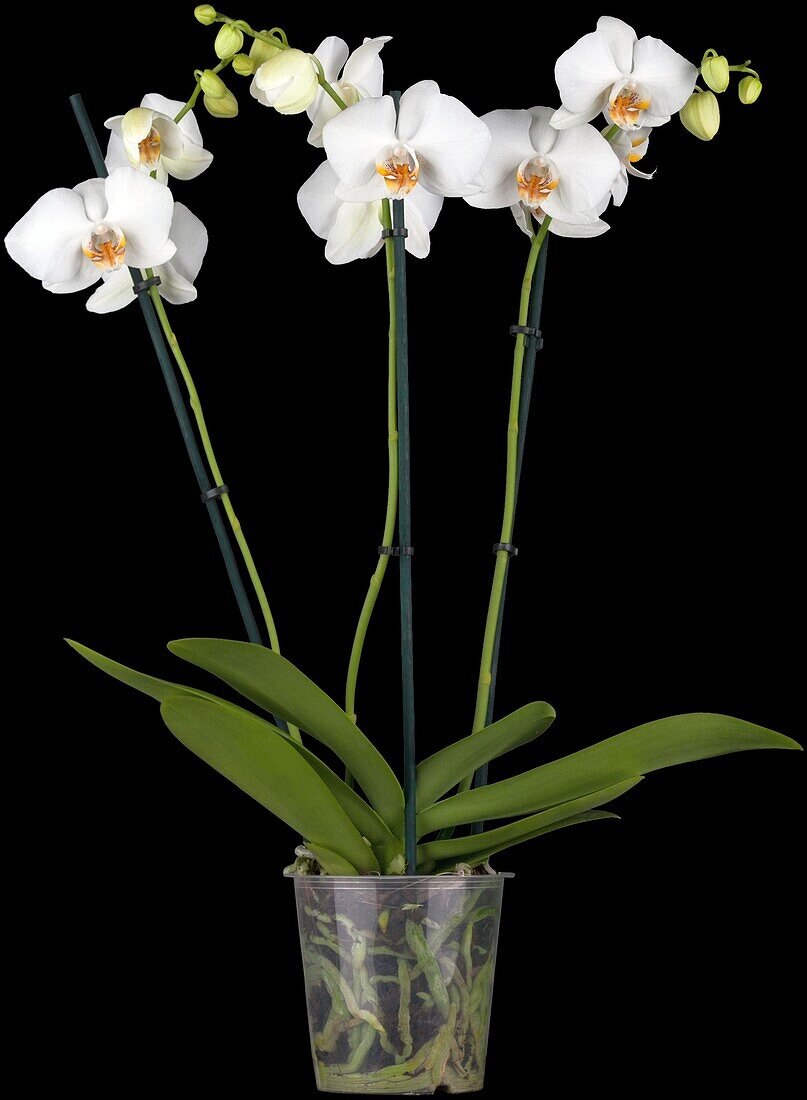 Phalaenopsis, weiß