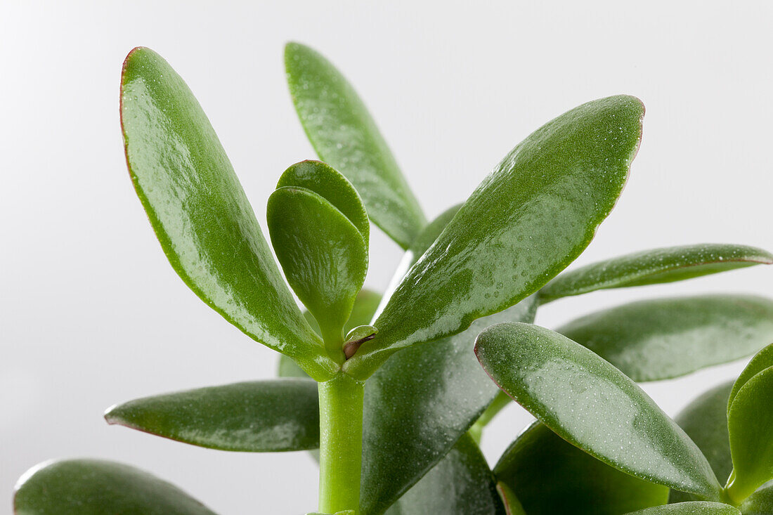 Crassula ovata 'Magical Tree