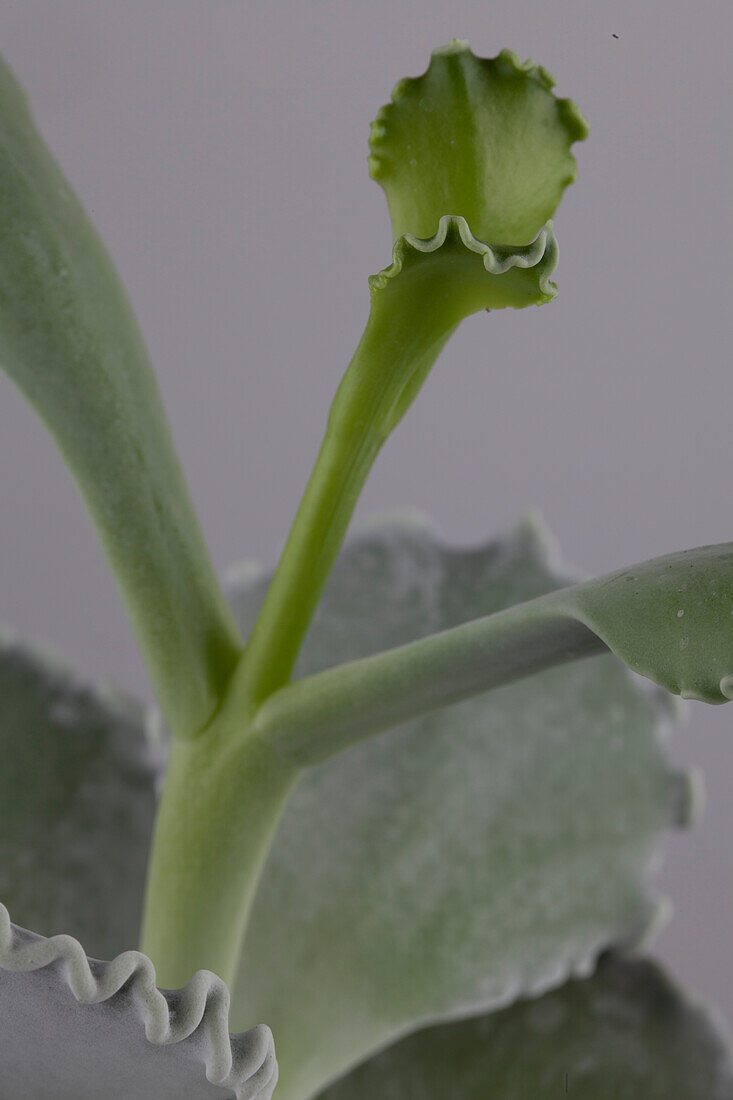 Cotyledon white pand