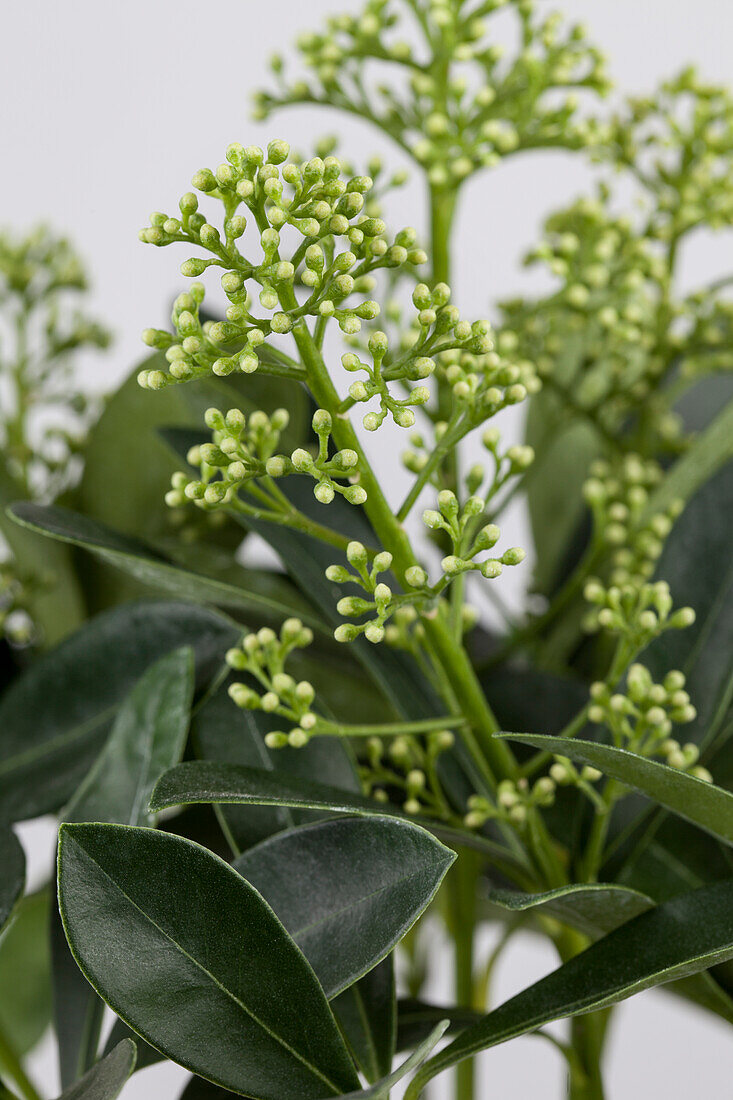 Skimmia 'Finchy