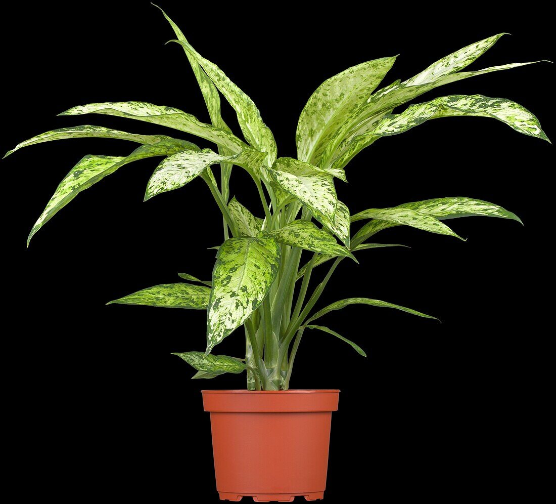 Dieffenbachia seguine 'Vesuvius'