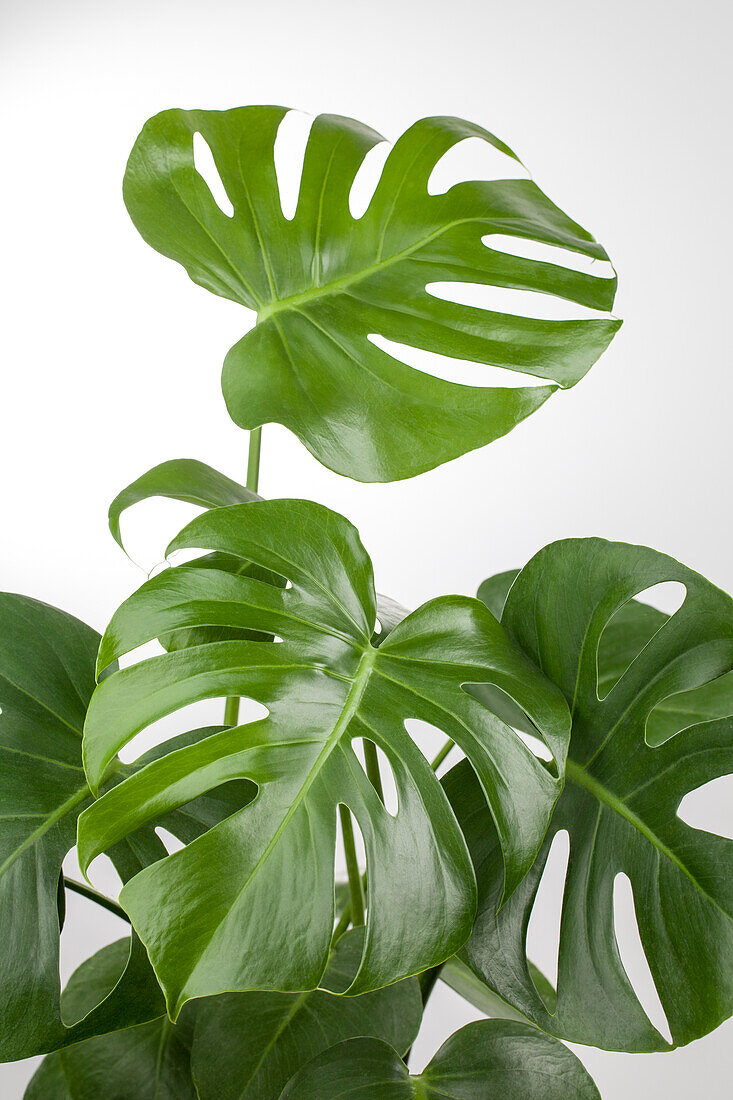 Monstera deliciosa