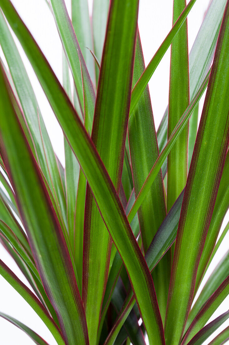 Dracaena marginata