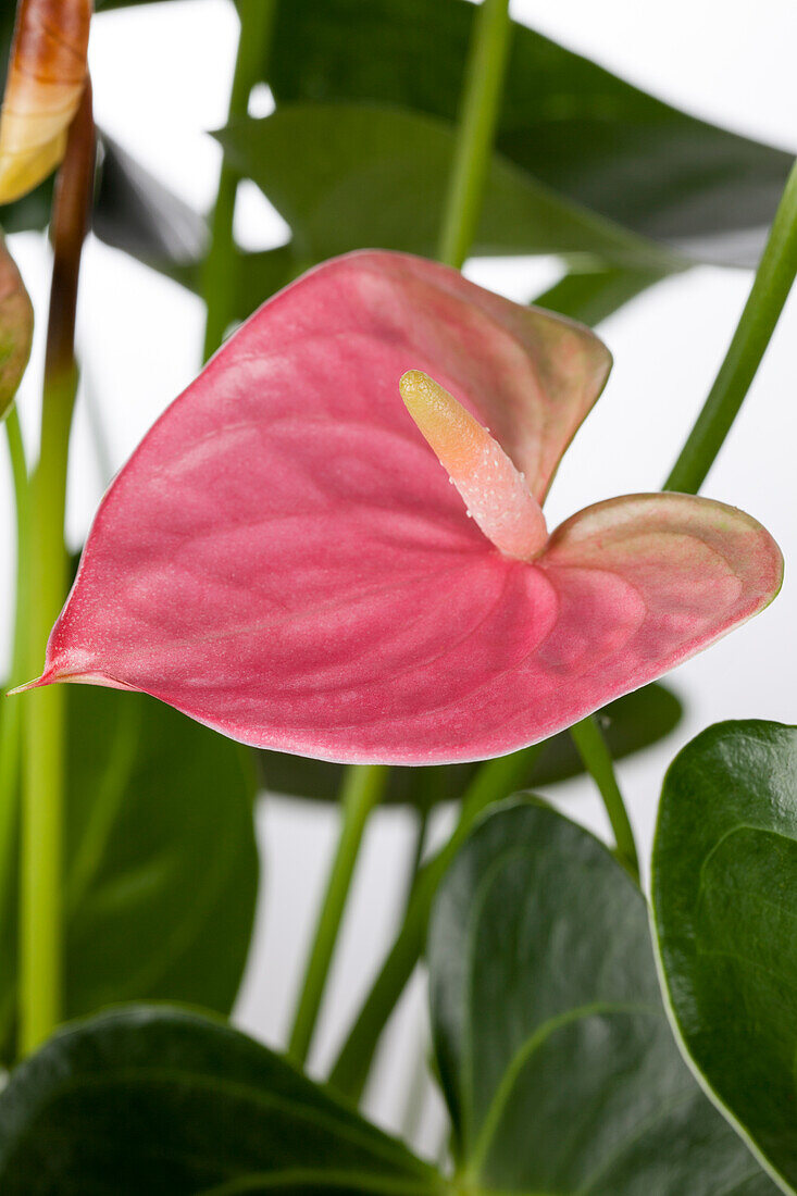 Anthurium x andreanum 'Pandola