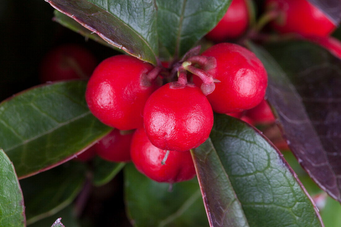 Gaultheria procumbens