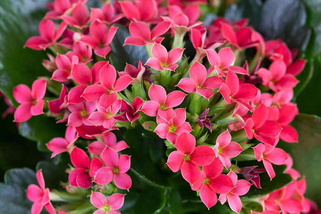 Kalanchoe blossfeldiana