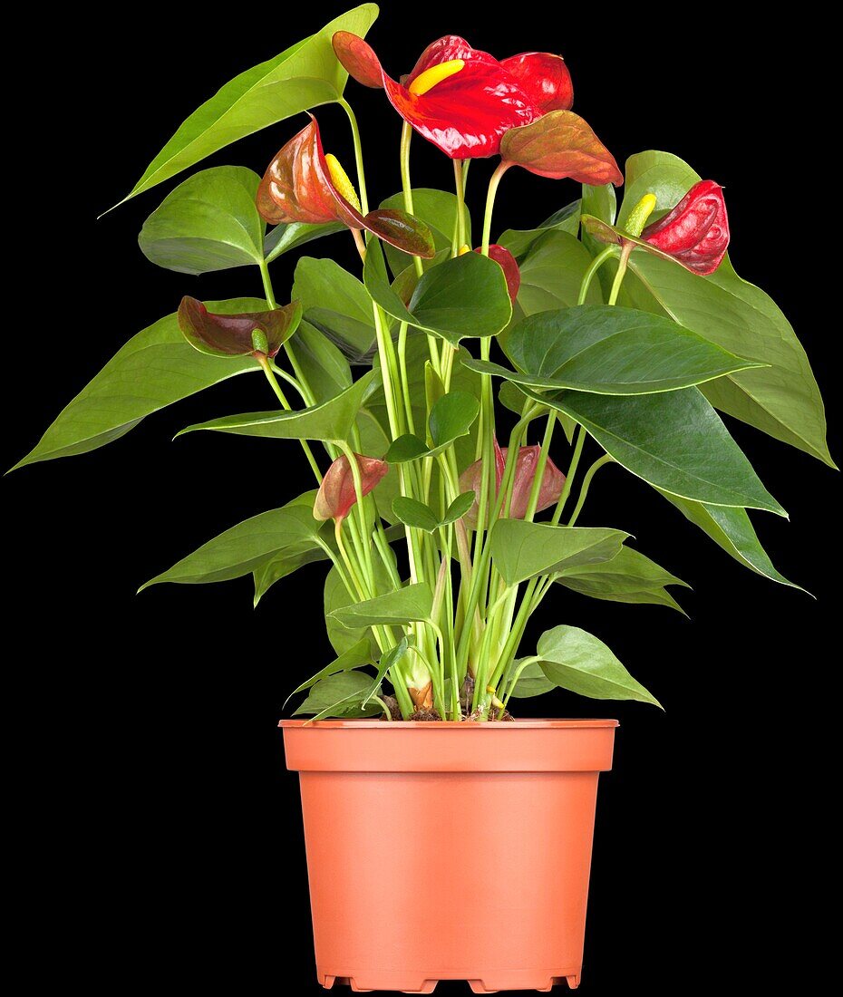 Anthurium x andreanum Arion