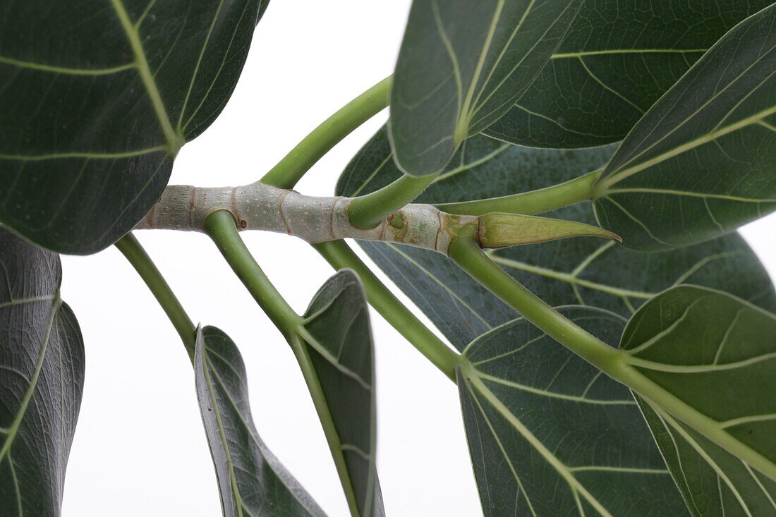 Ficus Benghal Audere