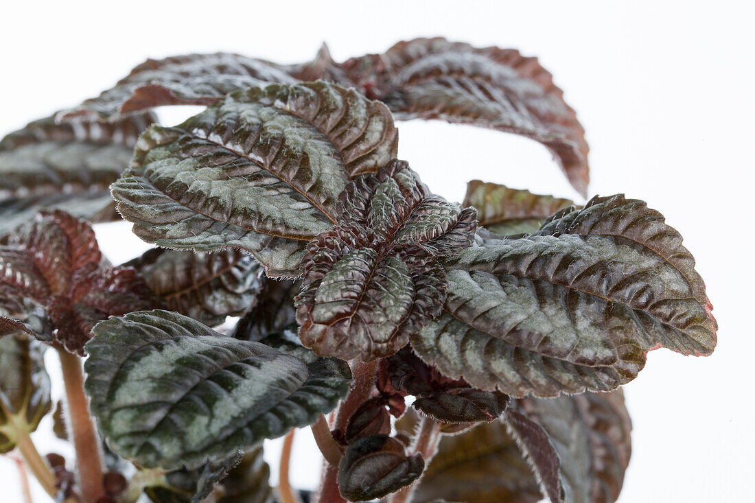 Pilea repens