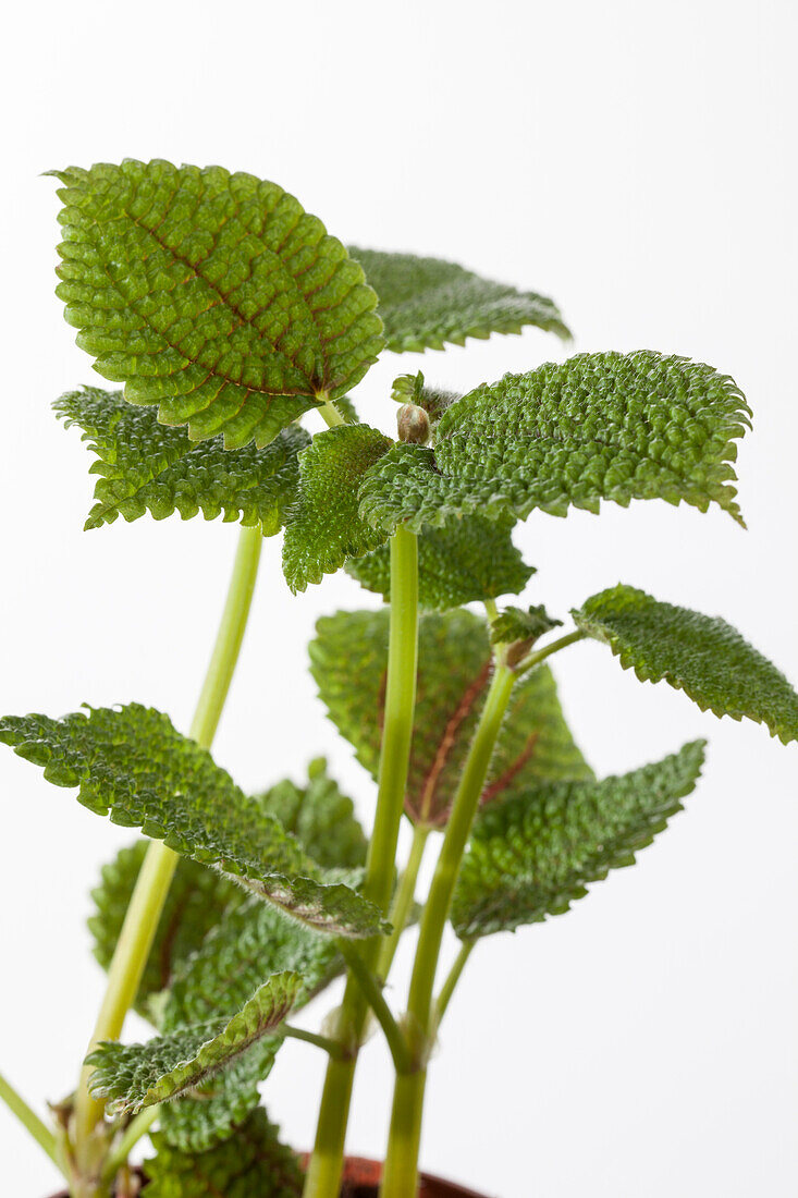 Pilea repens