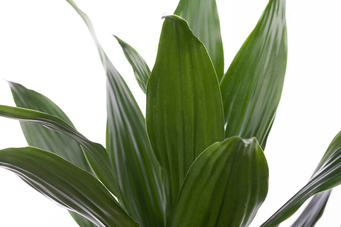 Dracaena deremensis