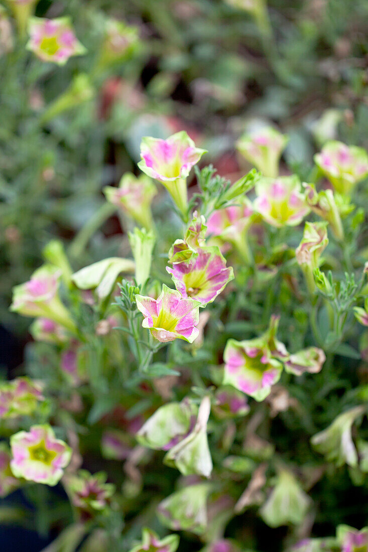 Petunia Crazytunia® 'Kermit Piggy'