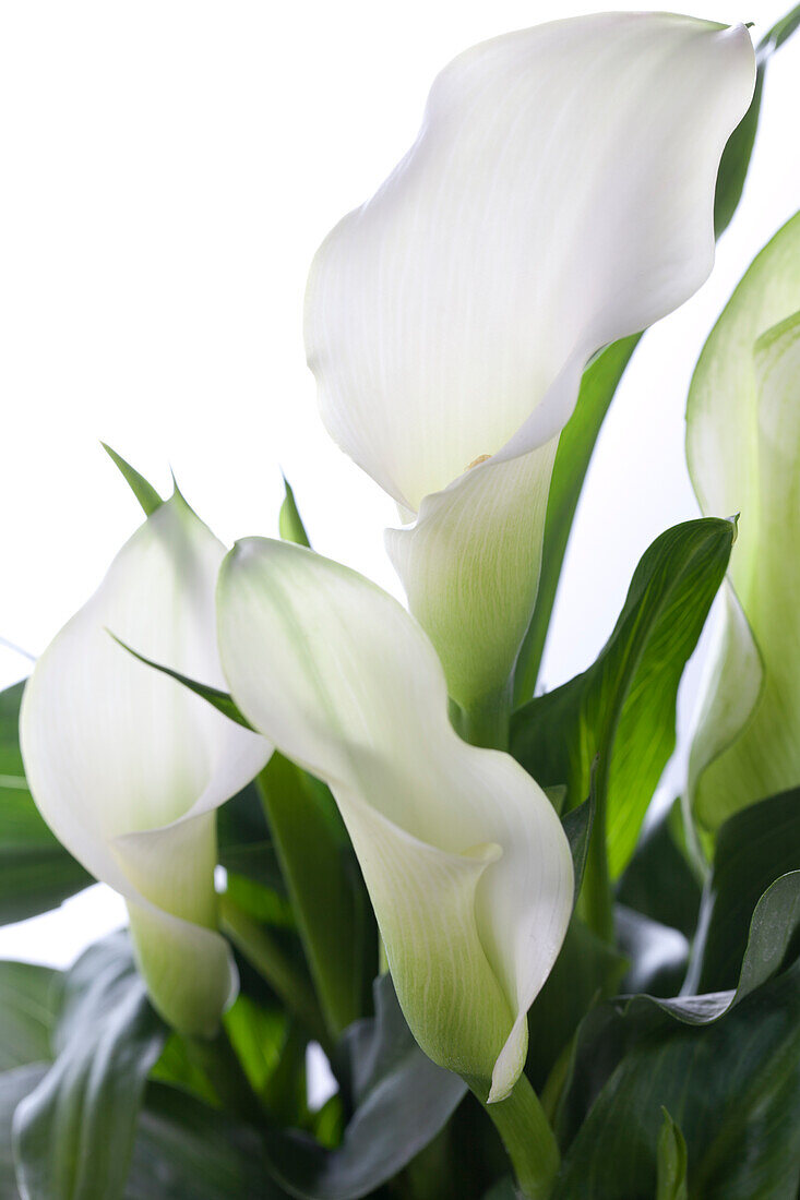 Zantedeschia aethiopica, white