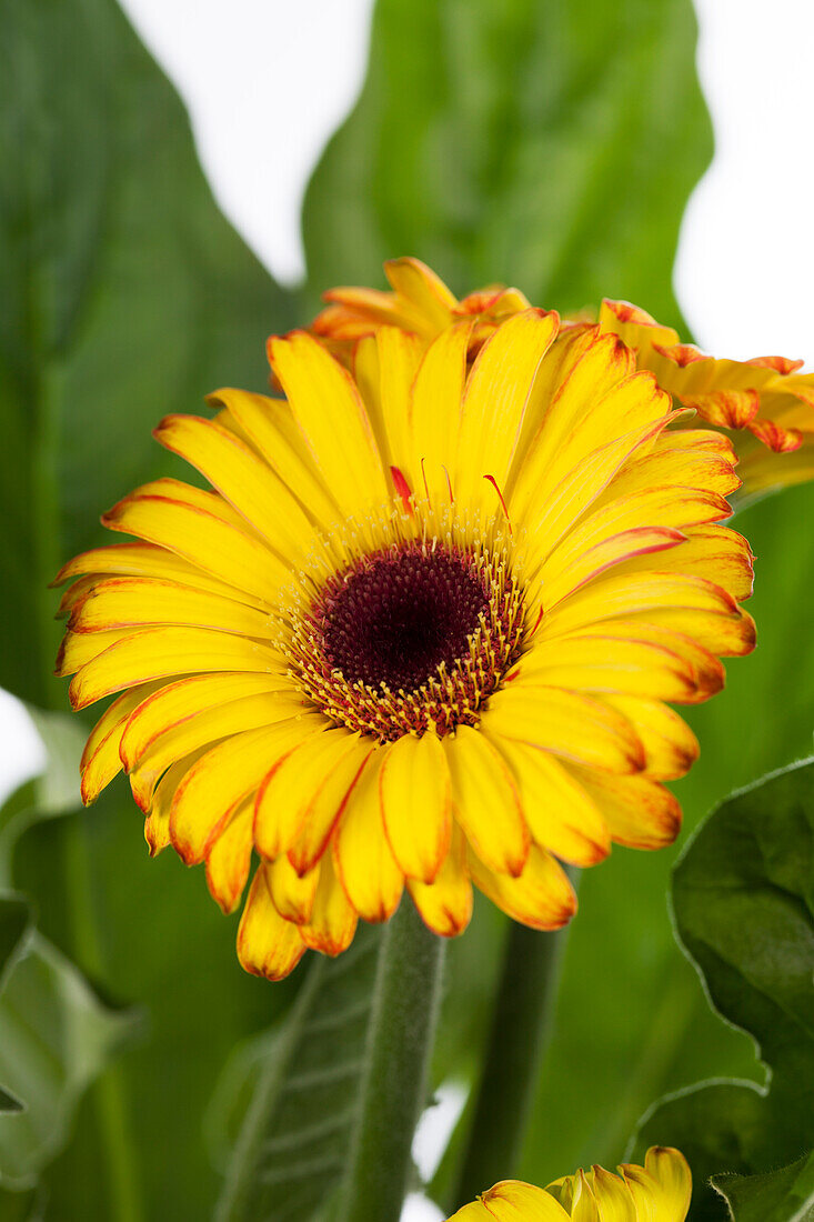 Gerbera, gelb