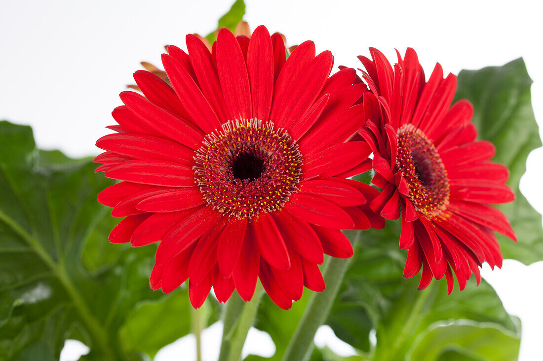 Gerbera, rot