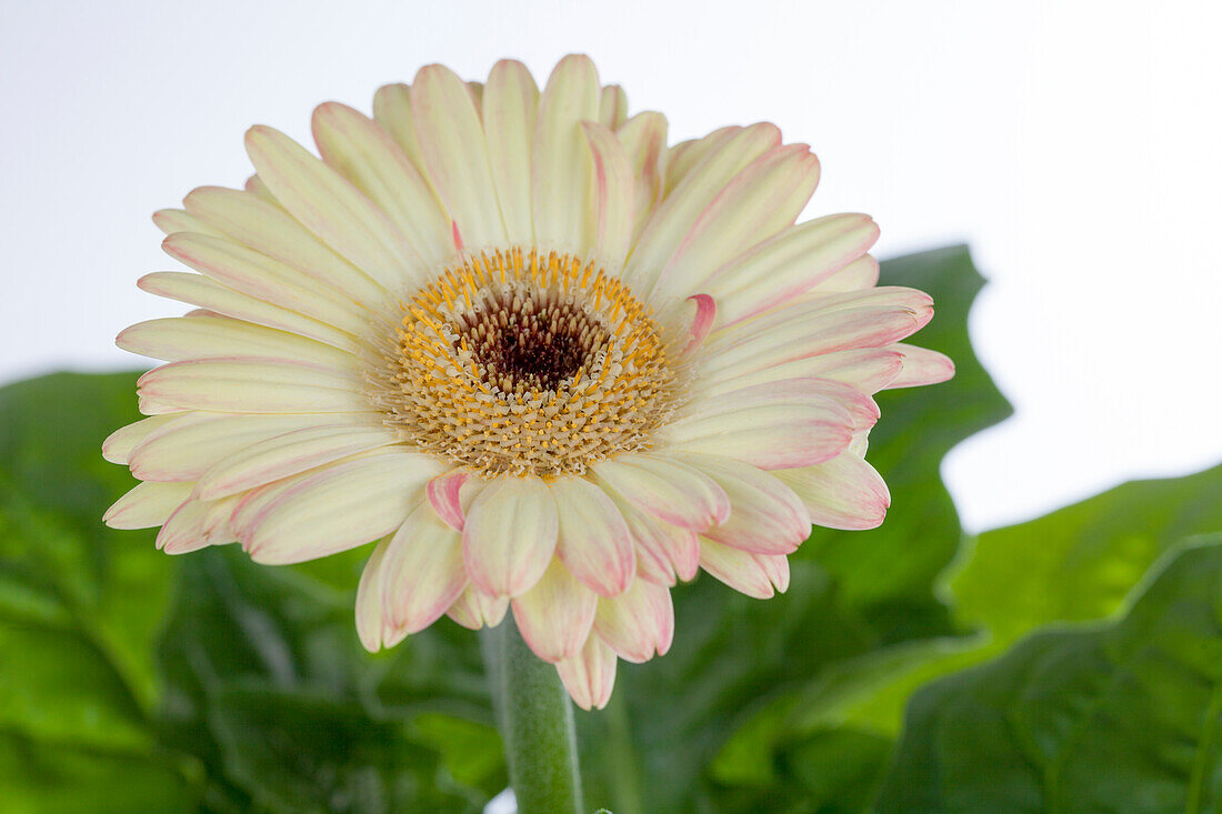 Gerbera, gelb