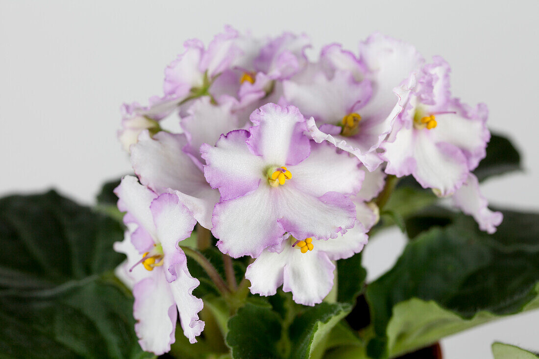 Primula obconica 'Touch Me'®