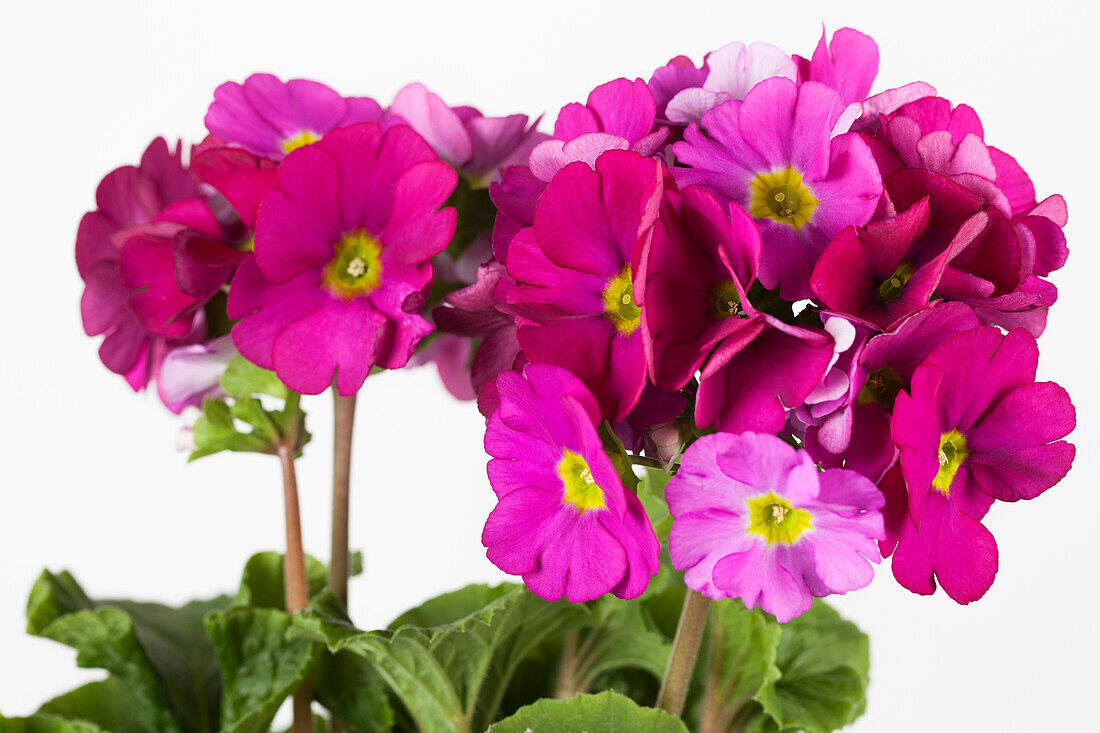 Primula obconica 'Touch Me'®