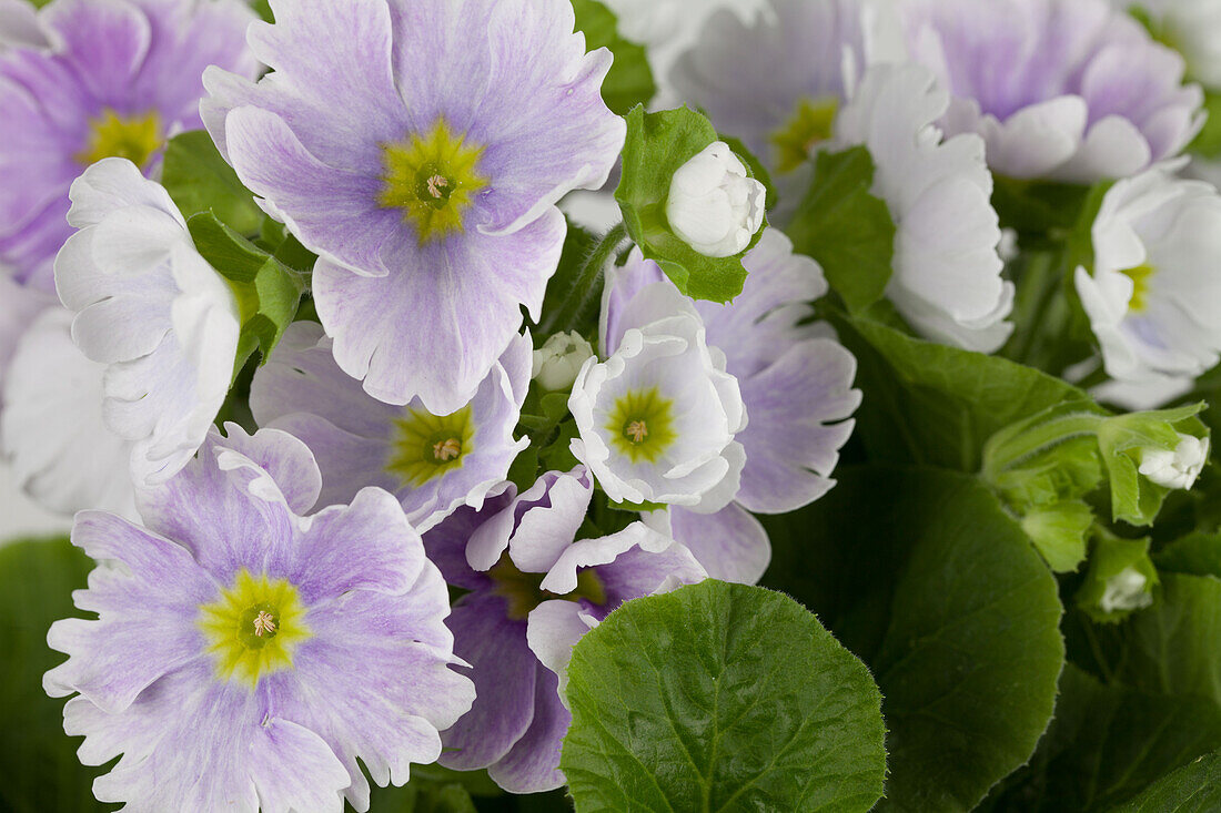 Becherprimel /Primula obconica 'Touch Me'