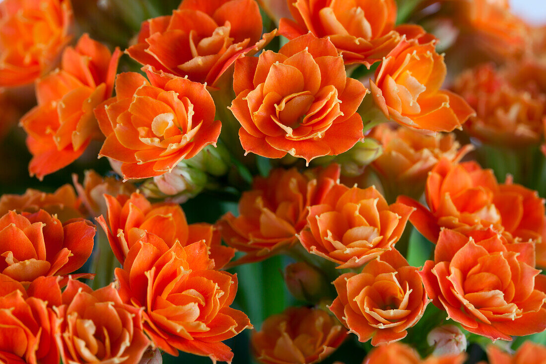 Kalanchoe 