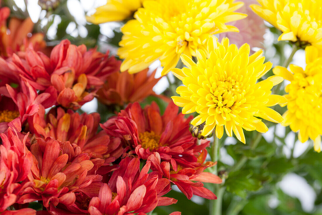 Chrysanthemum indicum 'Garden Mums'