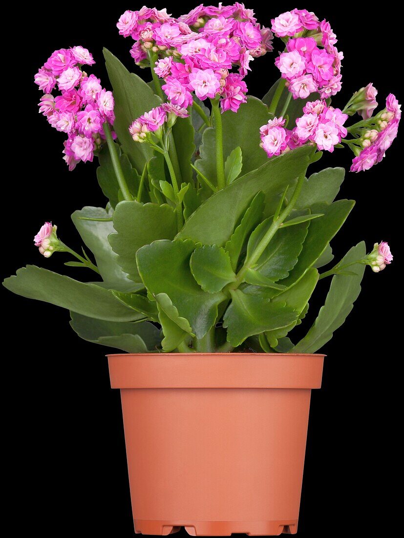 Kalanchoe blossfeldiana 'Rosalina'®