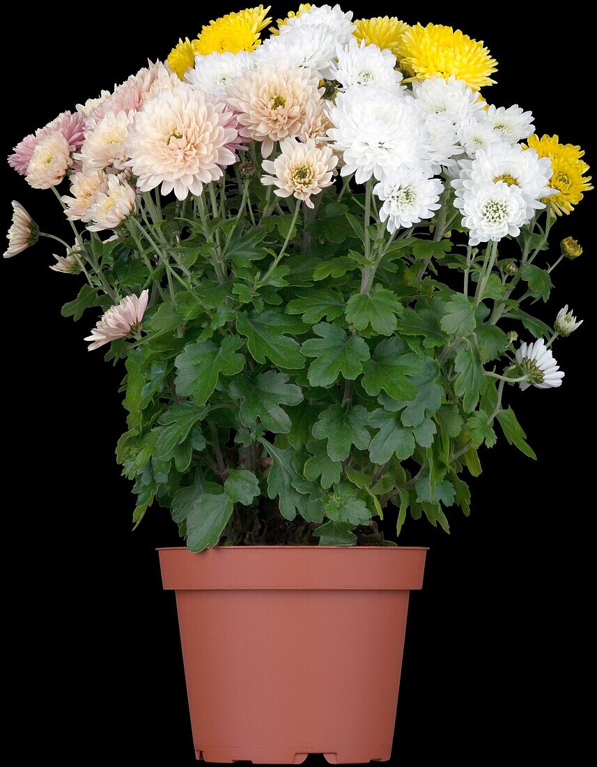 Chrysanthemum indicum