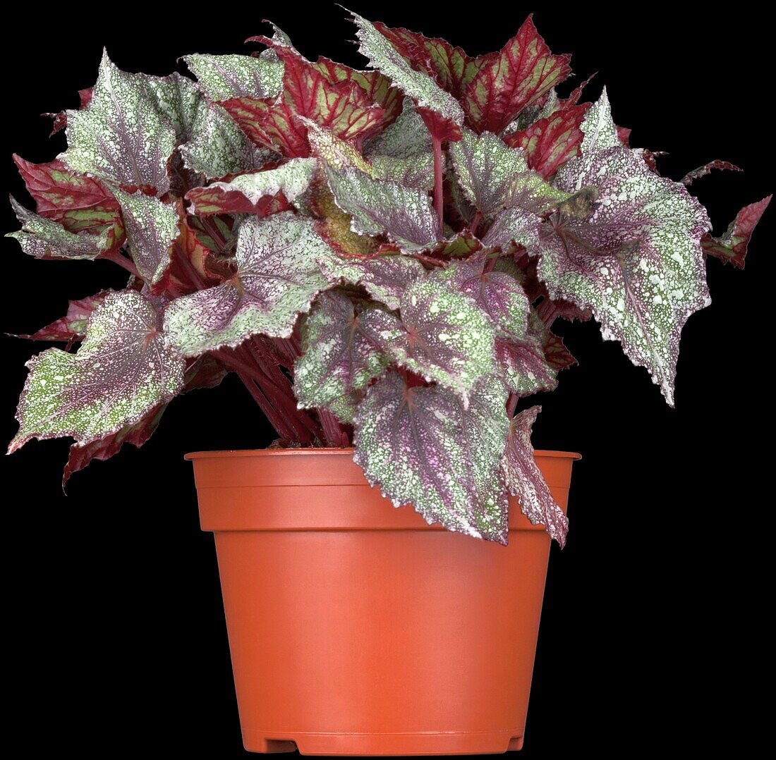 Heuchera micrantha