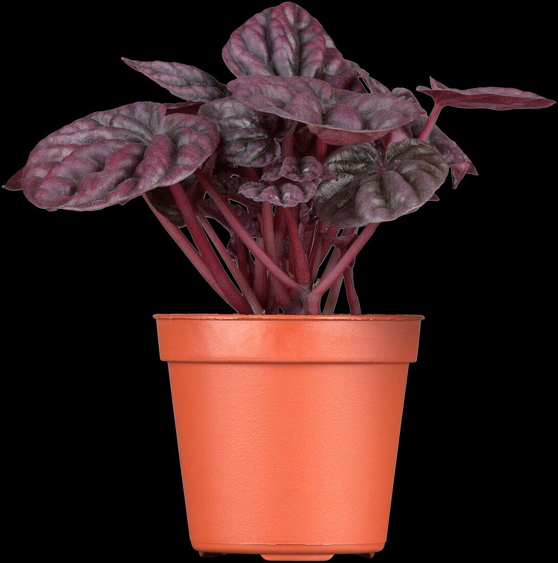 Peperomia