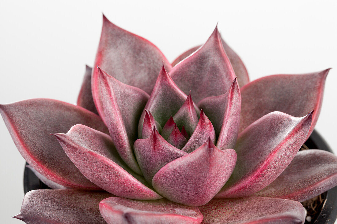 Echeveria