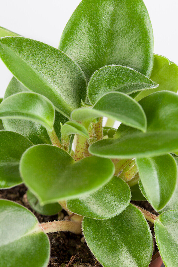 Peperomia