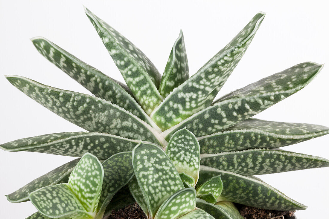 Gasteria