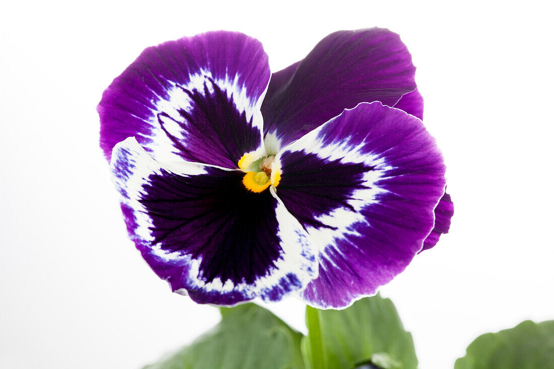 Viola x wittrockiana