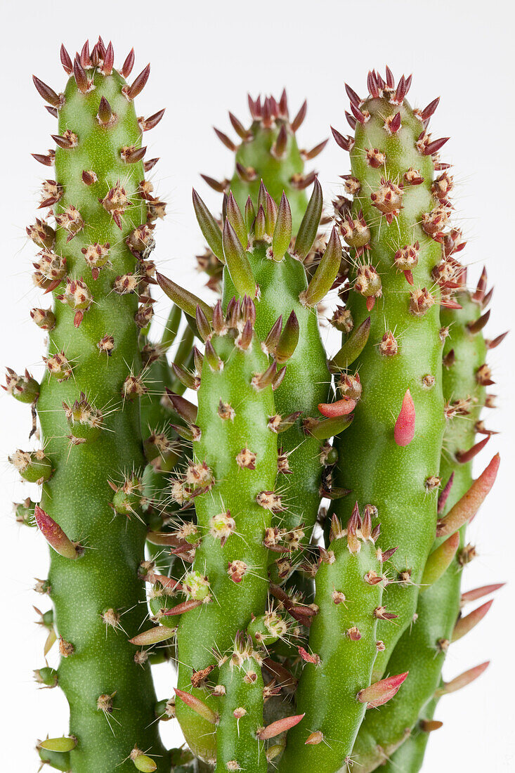 Opuntia