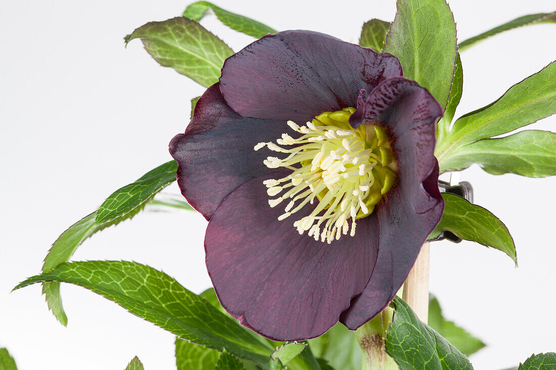 Helleborus orientalis Lucy Black