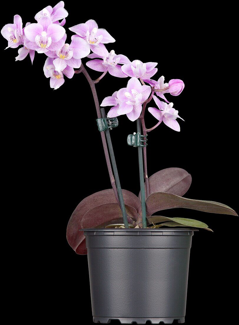 Phalaenopsis, lila