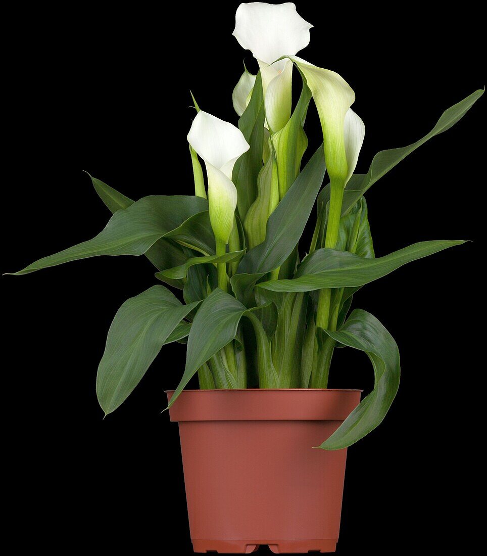 Zantedeschia aethiopica, weiß